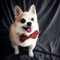 Wizard Gryffindor Puppy Pomeranian Magician with Bowtie.png