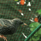 Anti Bird Netting For Garden Pond Tree Fruit Crop Plant Mesh Protection 5