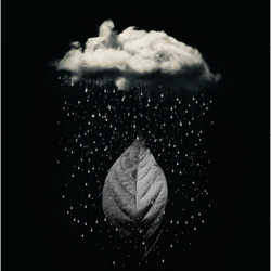 illustrations rain in the plant