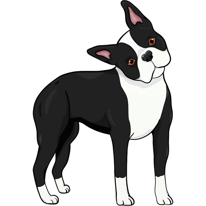 Adorable Boston Terrier.png