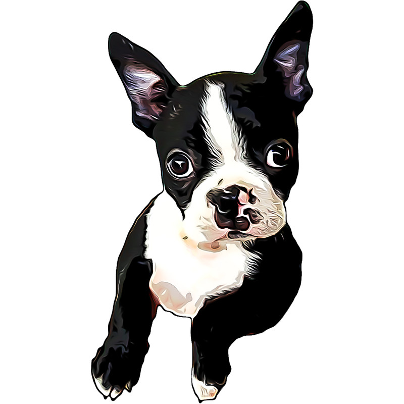 Boston Terrier Cutie.png