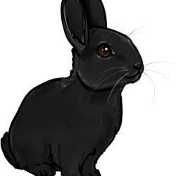black rabbit.