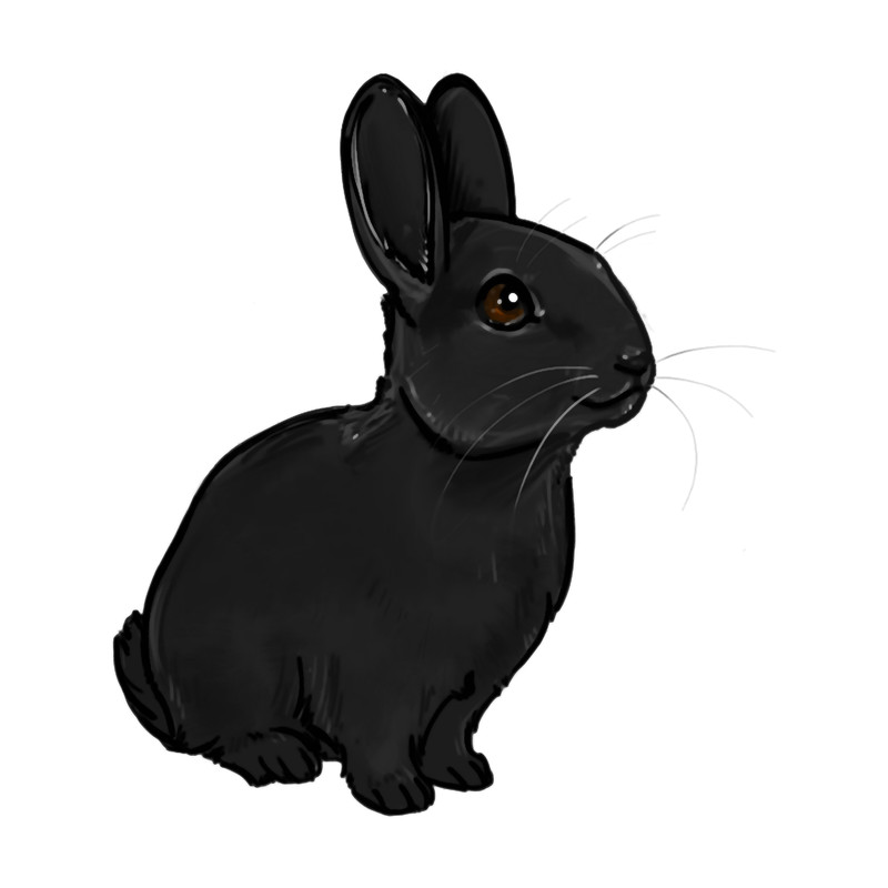 Black Rabbit. .png