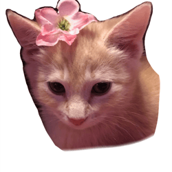 princess peach the pretty kitty