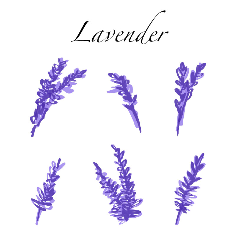 Lovely Lavender Drawing.png