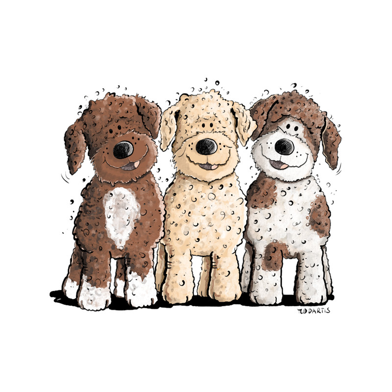 Three Lagotto Romagnolo.png