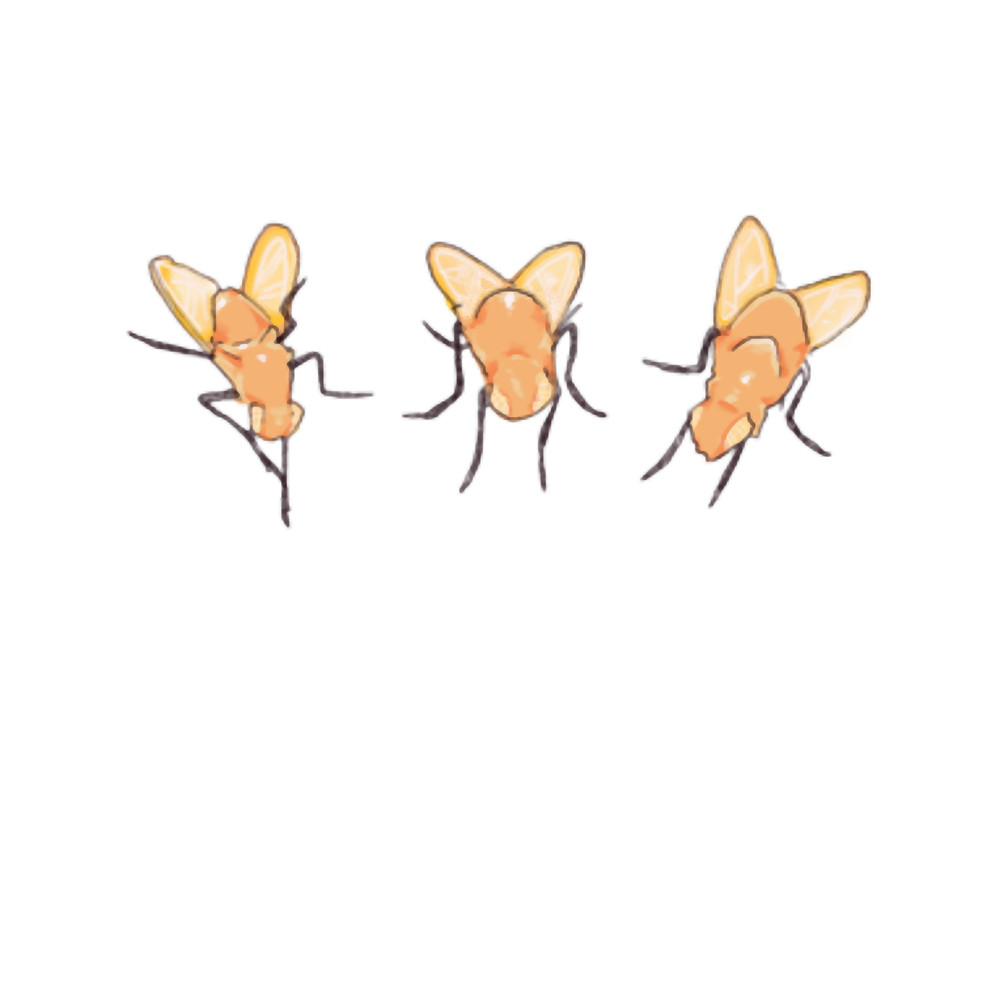 sun bleached flies Long .png