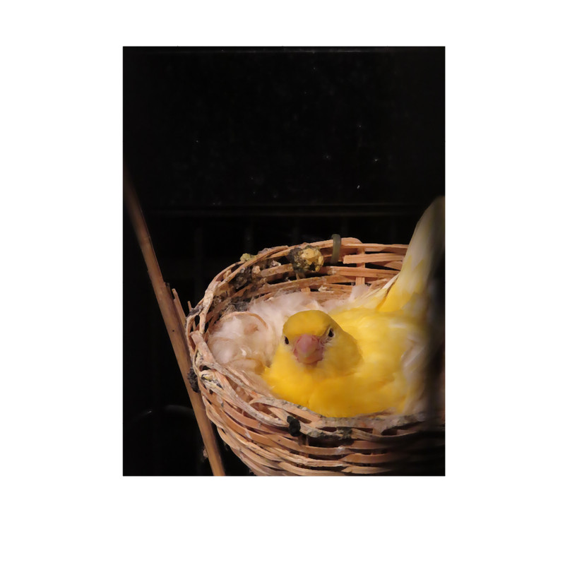 Canary.png