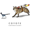 COYOTE _amp_ ROADRUNNER.png