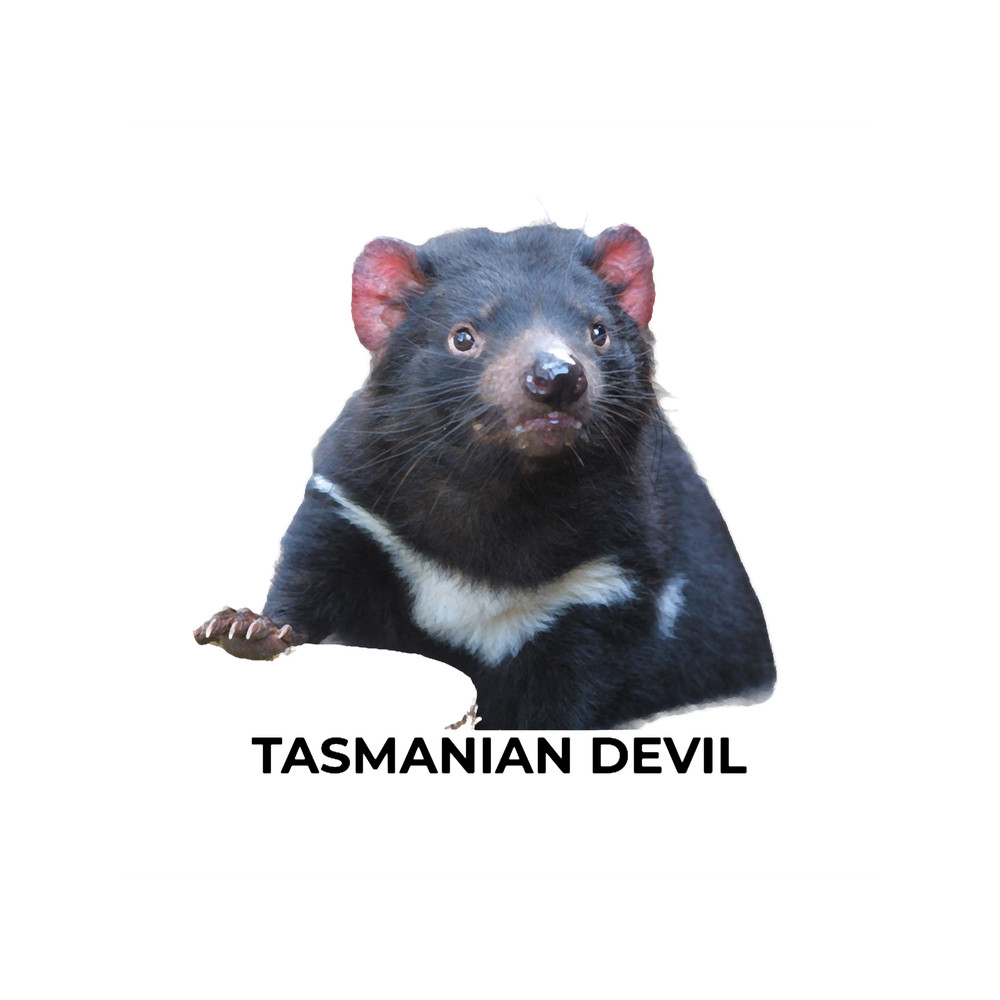 Tasmanian Devil .png