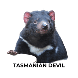 tasmanian devil
