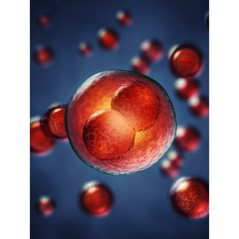 Egg cell Graphic .png