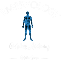embryology makes anatomy make sense