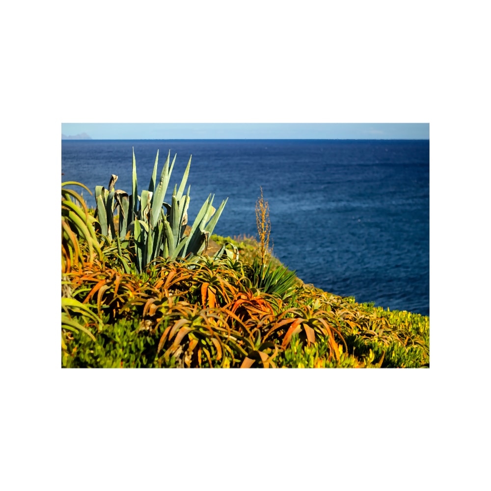 Cypress Sea Coast - Nature Photography.png