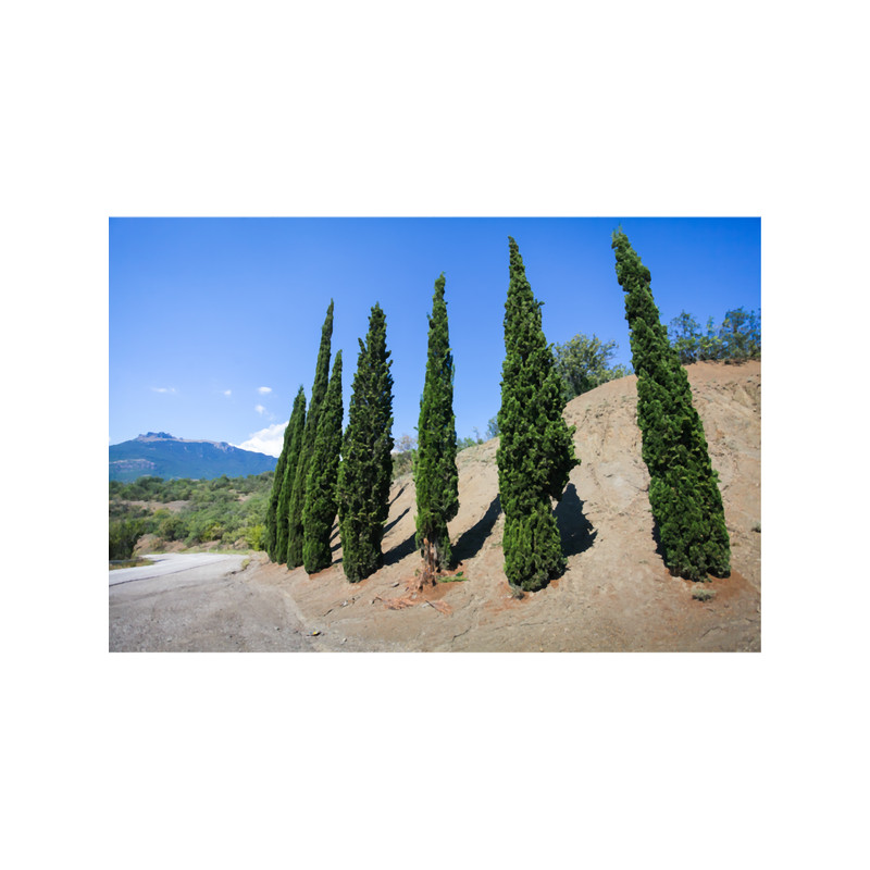 landscape of cypress trees Long .png