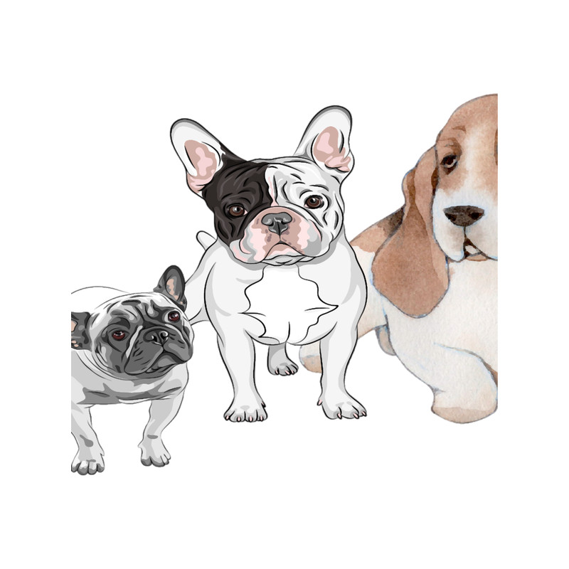 Dog Basset Hound Illustration.png
