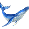Watercolor whale.png