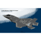 F-35B Lightning II VMFAT-203 _Hawks_ (Fictional).png