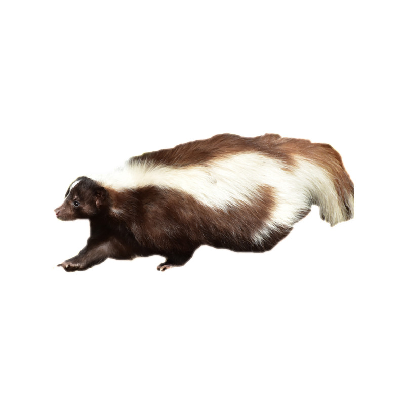 Skunk(1).png