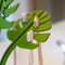 Monstera Bathroom Organizer With Mirror Jewelry Watch And Toothbrush Storage 1