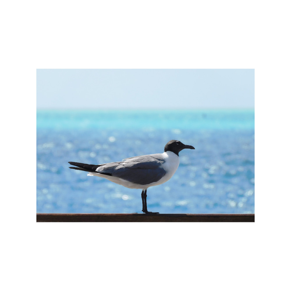 Seagull Beach Photography.png
