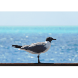 seagull beach photography