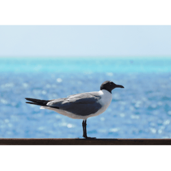 Seagull Beach Photography