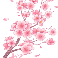 falling sakura cherry blossom