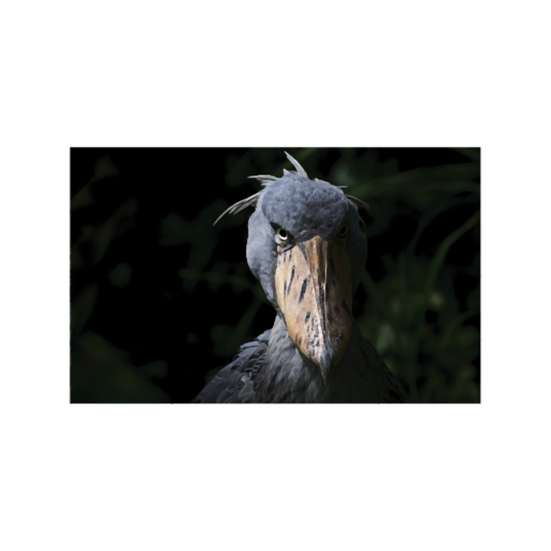 shoebill.png