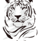 Cool white Bengaltiger.png