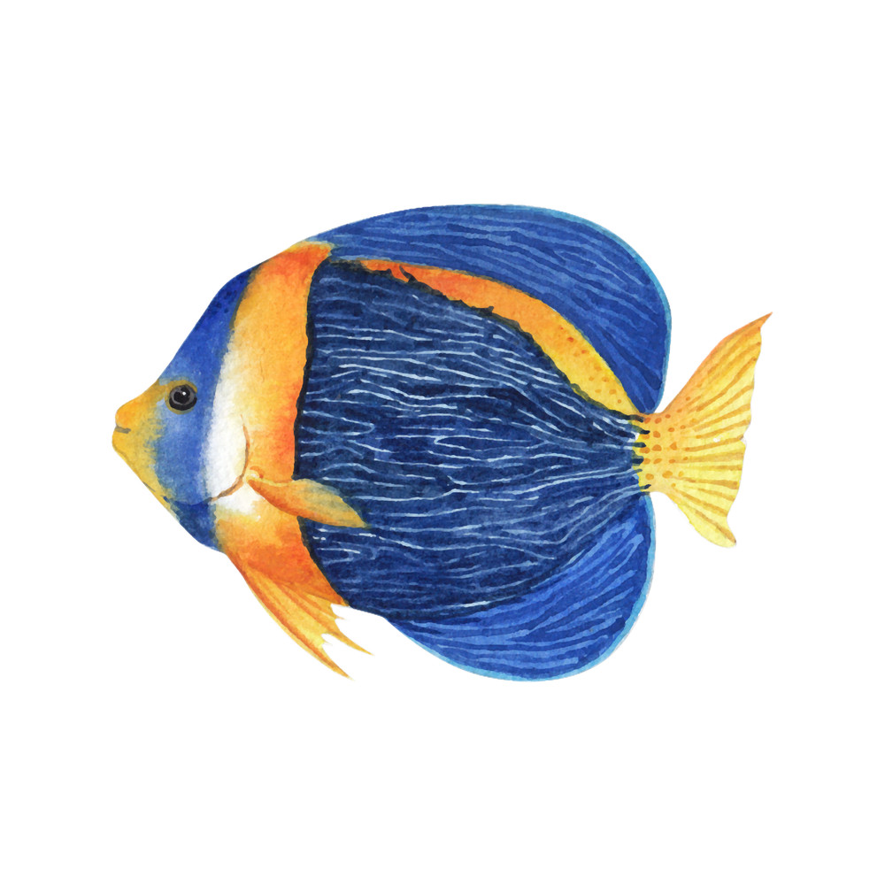 Blue Fish.png