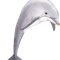 The beautiful dolphin.png