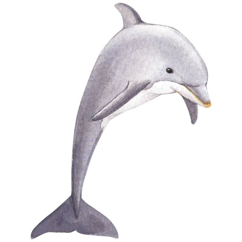 The beautiful dolphin.png