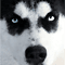 Husky Dog Art - Bat Man.png