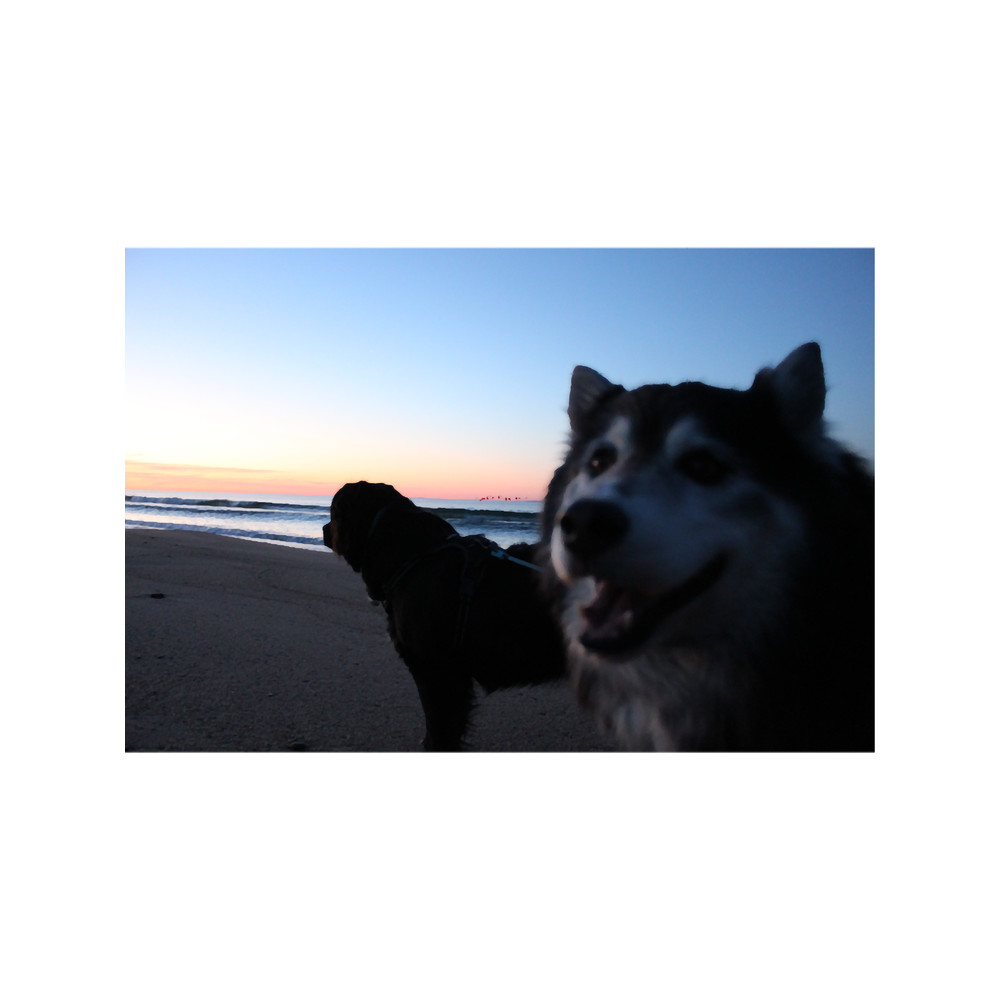 sunrise happy dogs beach Premium .png