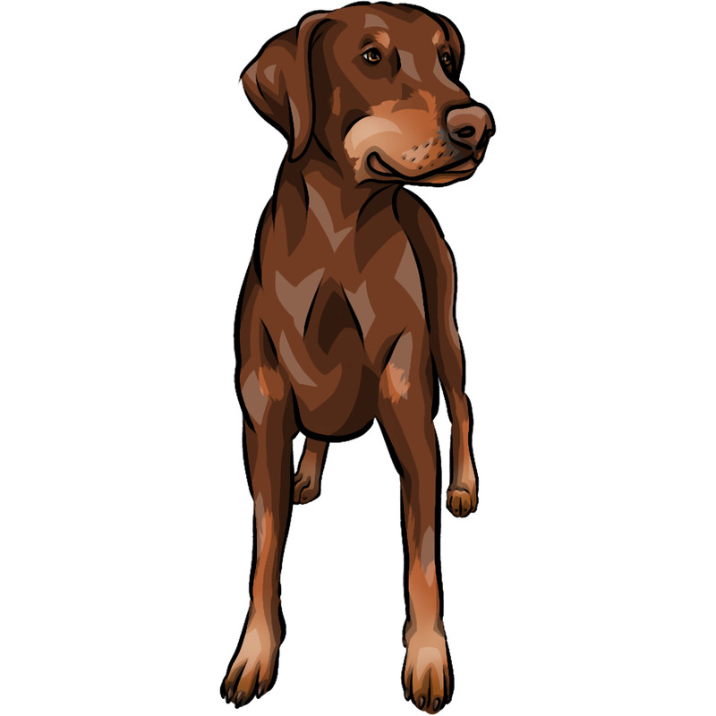 ChocolateRed DobermanNatural EarCute Cartoon Dog Art .png