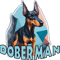 Doberman cute .png