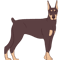 natural ear doberman (5).png