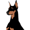 natural ear doberman (6).png