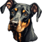 Natural Ear Doberman Classic (2).png