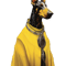 Natural Ear Doberman in a Jacket.png