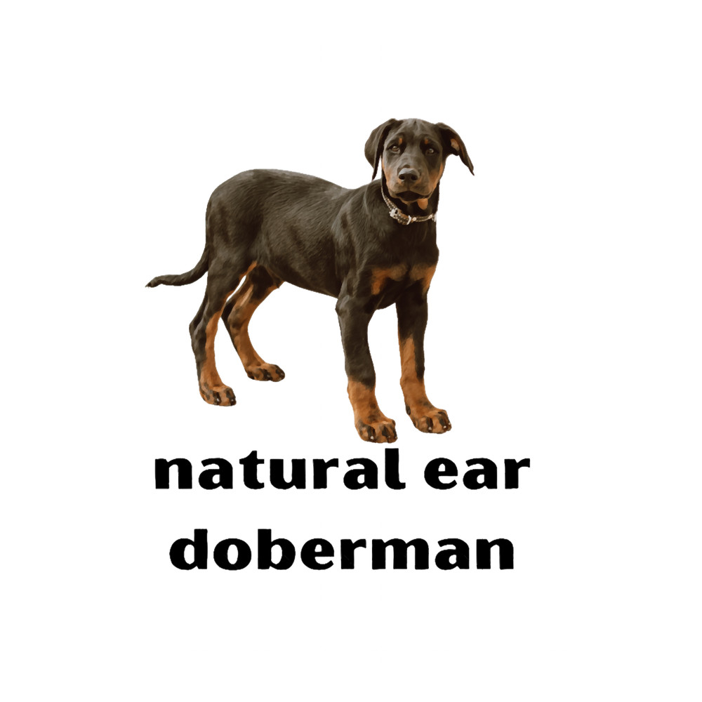 natural ear doberman Premium(3).png