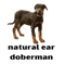 natural ear doberman Premium(3).png