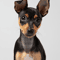 Natural ear Doberman Puppy.png