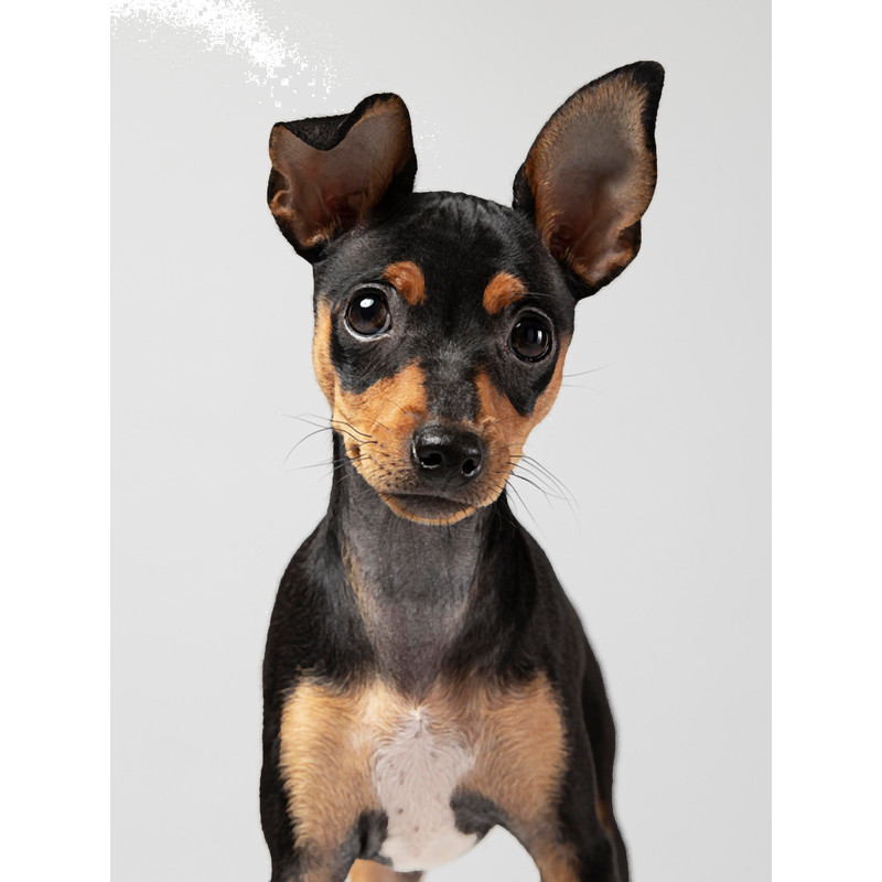 Natural ear Doberman Puppy.png