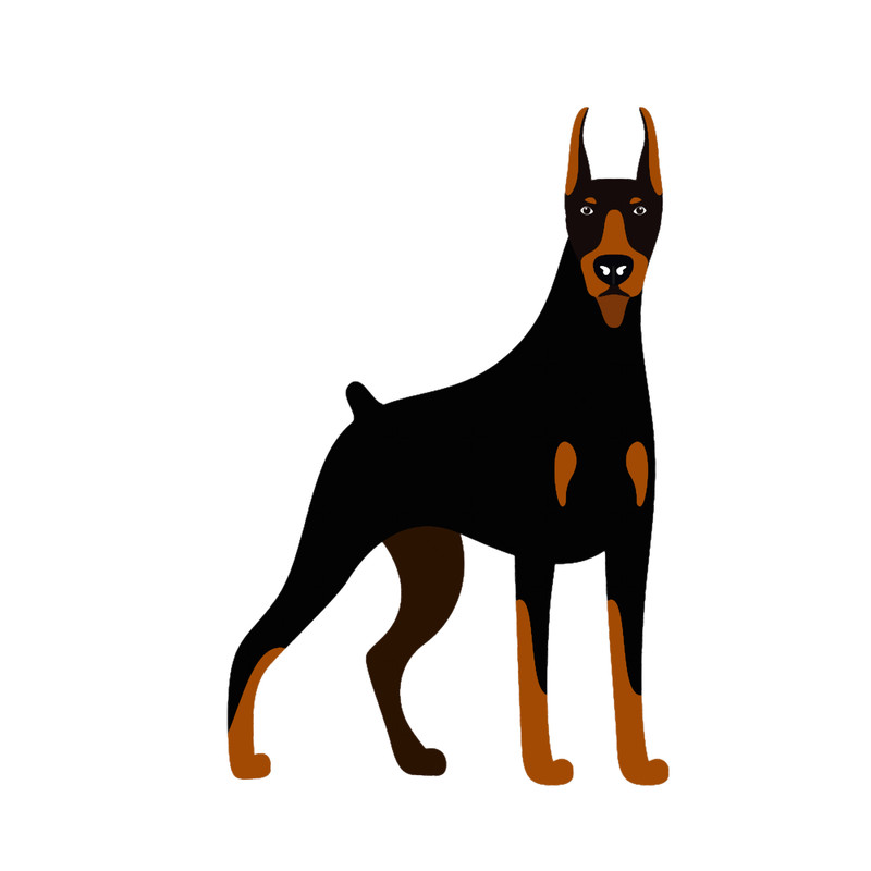 natural ear doberman(5).png
