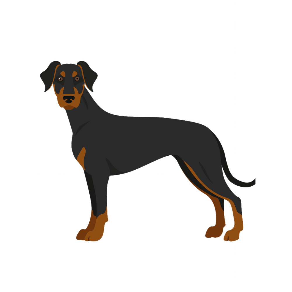 natural ear doberman(11).png