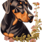 Natural Ear Doberman(14).png