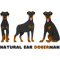 Natural Ear Doberman(15).png