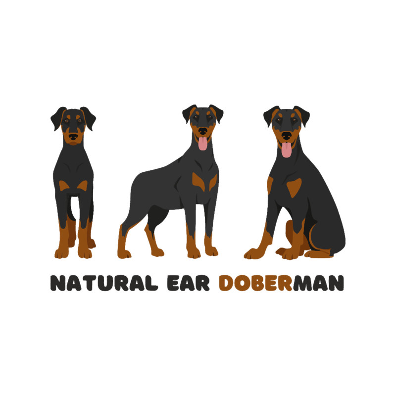 Natural Ear Doberman(15).png